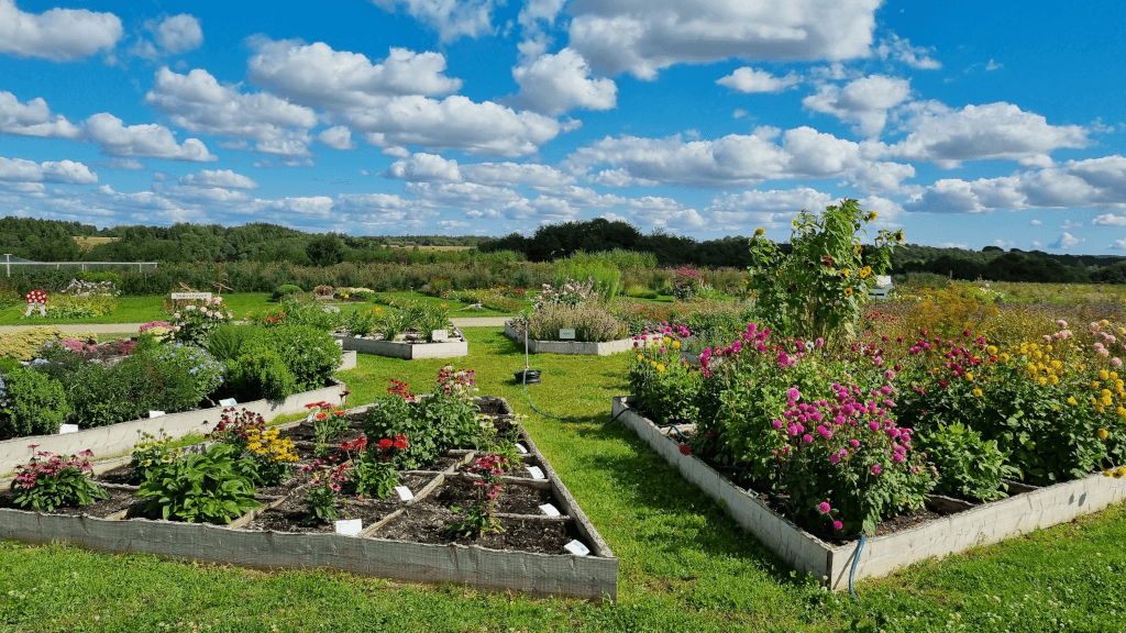 Flower beds in the visitor garden at Tinnetgaard