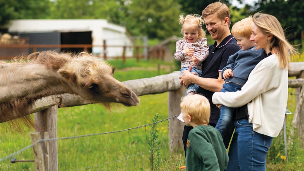 A family laughs as a camel stretches its head over the fence in GIVSKUD ZOO, while the children watch the animal in fascination.