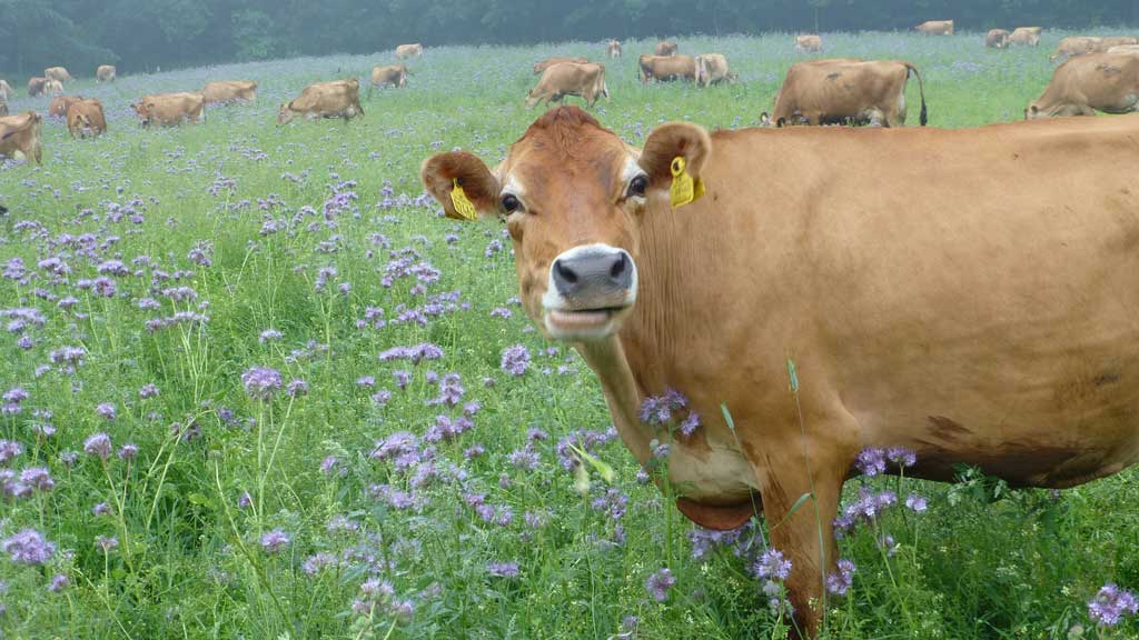 Gyvelborg Visitor Farm and Camping - Farm holiday