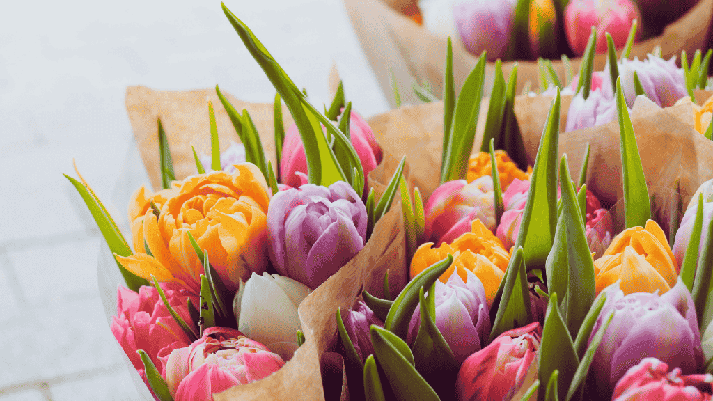 Pink, lilac, yellow and white tulips as a bouquet.